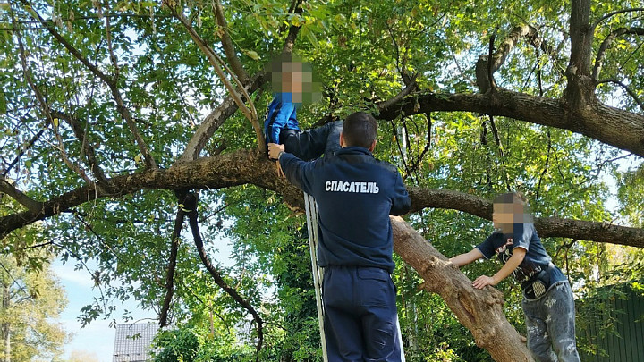 Мальчишка два дня подряд вызывал спасателей, чтобы они сняли его с дерева