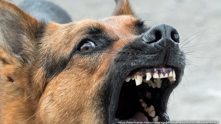Владимирскую ветеринарную инспекцию обязали возместить вред, причинённый ребенку из-за укуса бродячей собаки