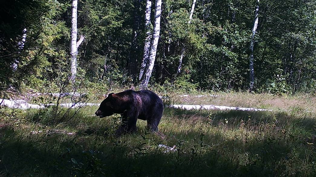 Присутствие медведей во Владимирской области подтверждено кадрами видеоловушки