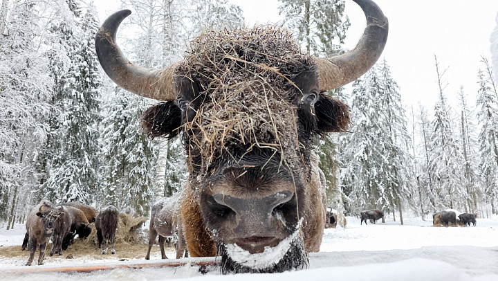 Вязниковские зубры начали распространение в соседний район