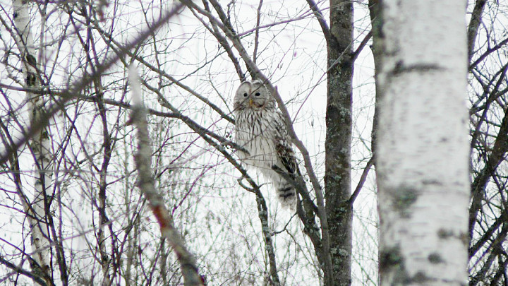 Во Владимире во двор дома залетела сова. Что делать при встрече с пернатым хищником?