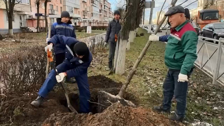 Дорожники перехватили инициативу во владимирских зеленых баталиях