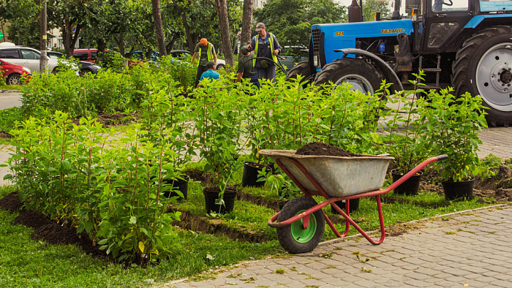 Какие места города Владимира ждет профессиональное озеленение