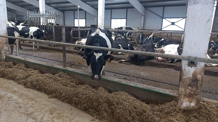 Владимирских коров теперь доят роботы