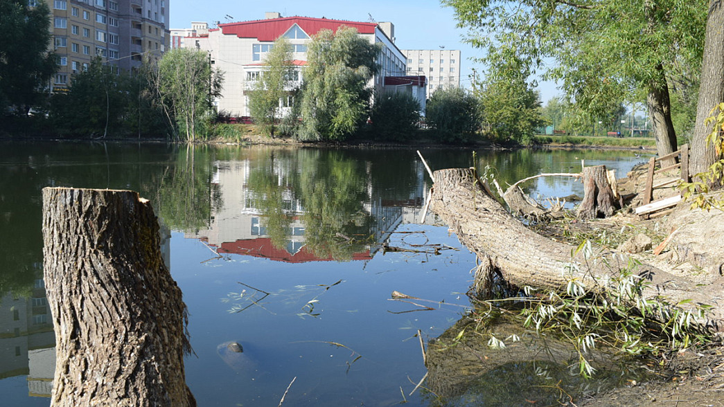 Вырубку деревьев вокруг Соловьиного пруда во Владимире компенсируют новыми посадками