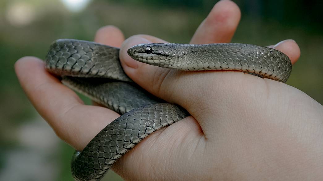 Медянки во владимирских лесах: мифы и правда о неядовитой краснокнижной змее