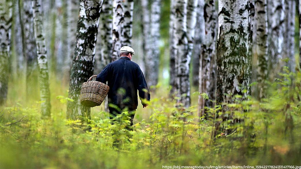 Грибной сезон спровоцировал всплеск числа заблудившихся во владимирских лесах