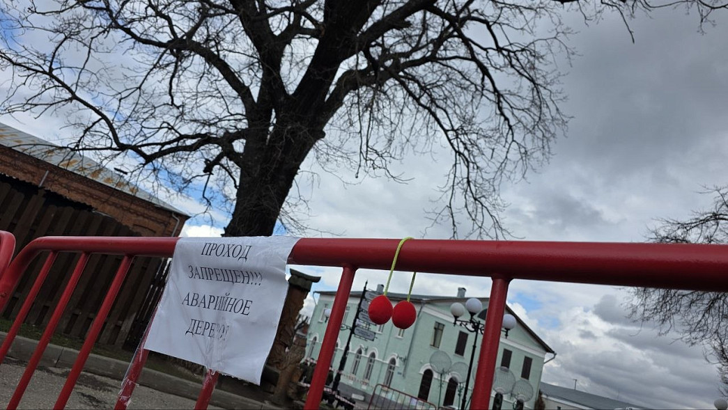 Исполинский дуб на Спасском холме угрожает людям?