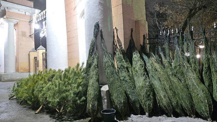 Где во Владимире купить новогоднюю елку