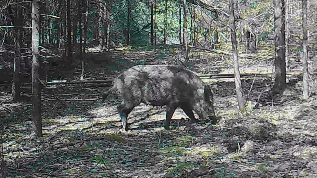 Во владимирских лесах обнаружены кабаны-археологи