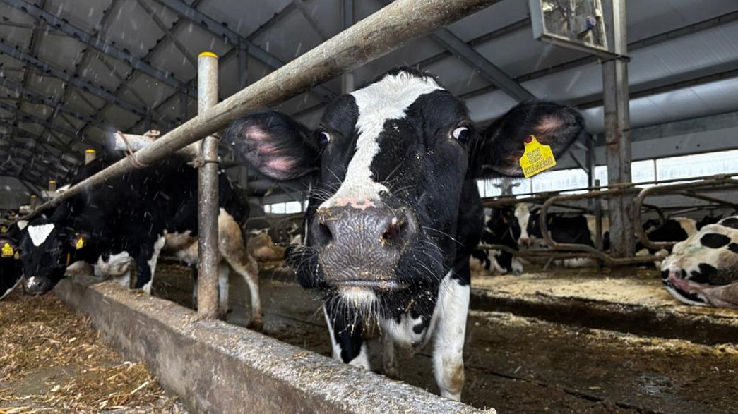 Во Владимирской области открыли доильный цех с танками