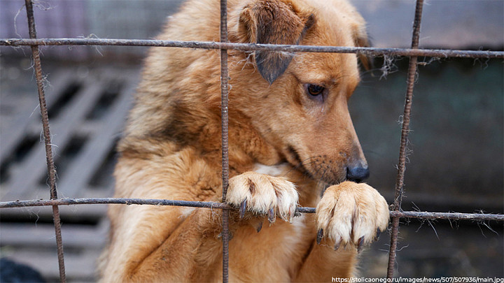 Прокуратура взяла на контроль приют для животных, вокруг которого разразился скандал