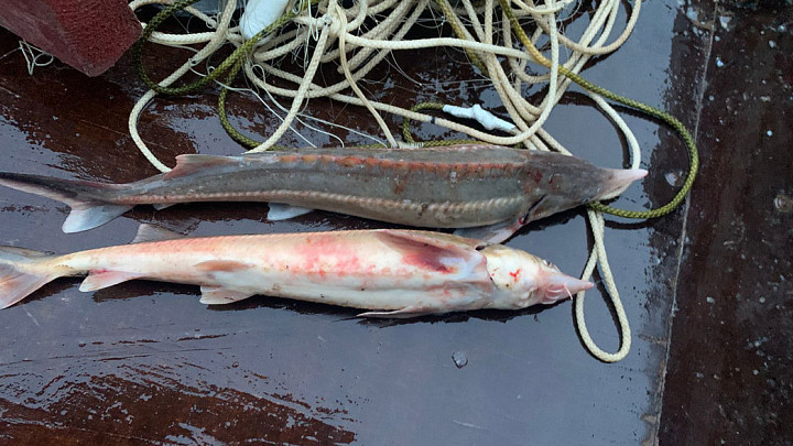 На Оке в сети браконьера попались две «царь-рыбы»