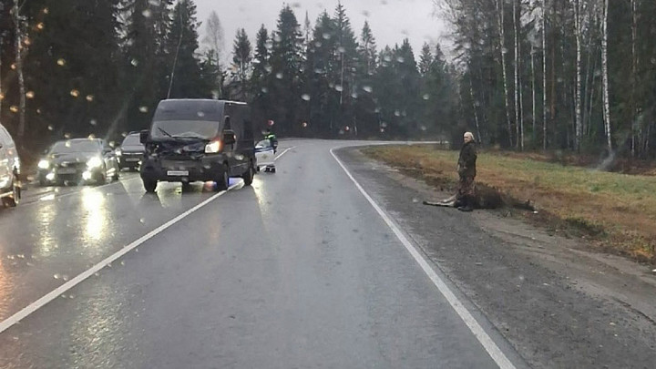 Микроавтобус сбил выскочившего на трассу Р-132 лося. «Фиат Дукато» получил повреждения, животное погибло
