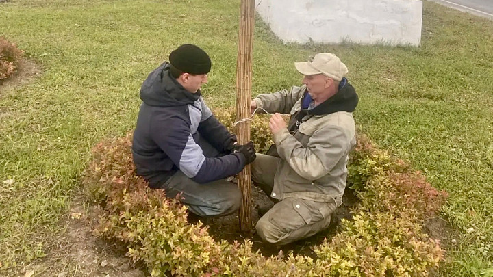 Владимирские садовники готовят городские деревья к зиме