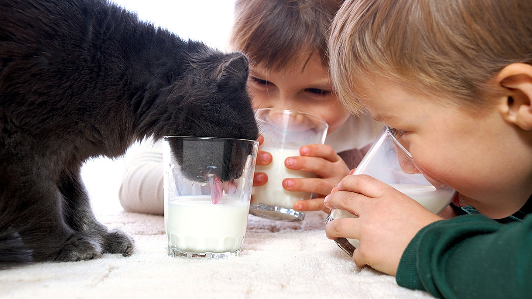 Где во Владимирской области производят самое вкусное молоко?