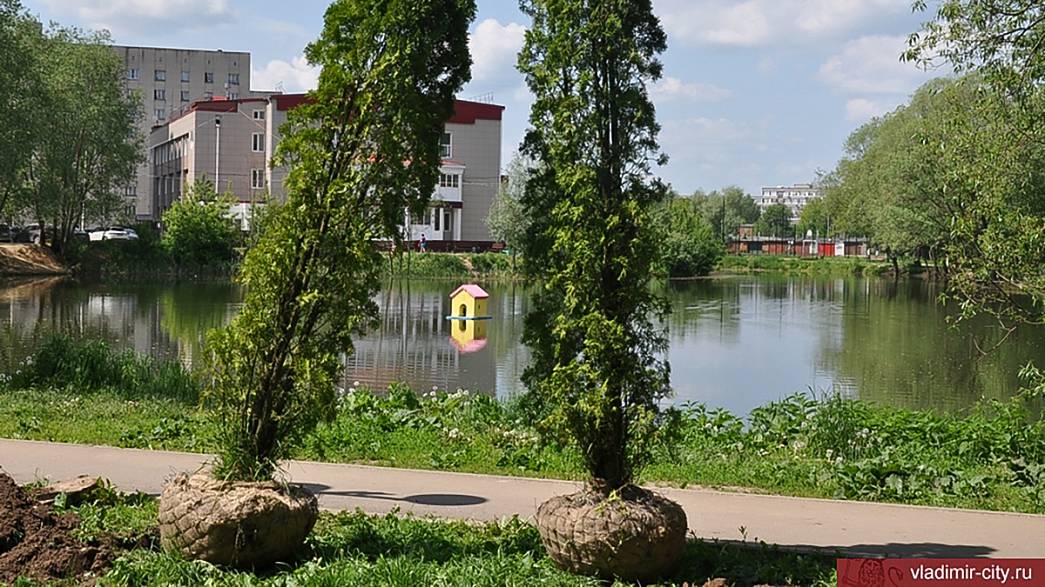 На берегу Соловьиного пруда во Владимире высадили туи