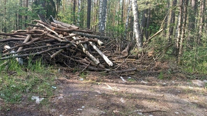 Прокуратура в судебном порядке добивается очистки леса под Владимиром от крупной свалки