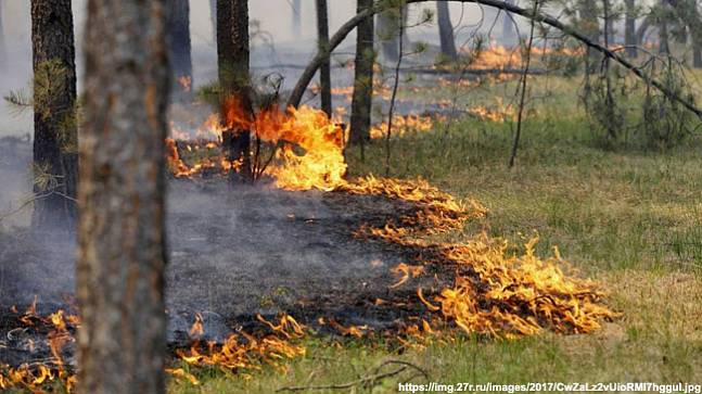Дисциплинарная ответственность — за сокрытие крупного лесного пожара