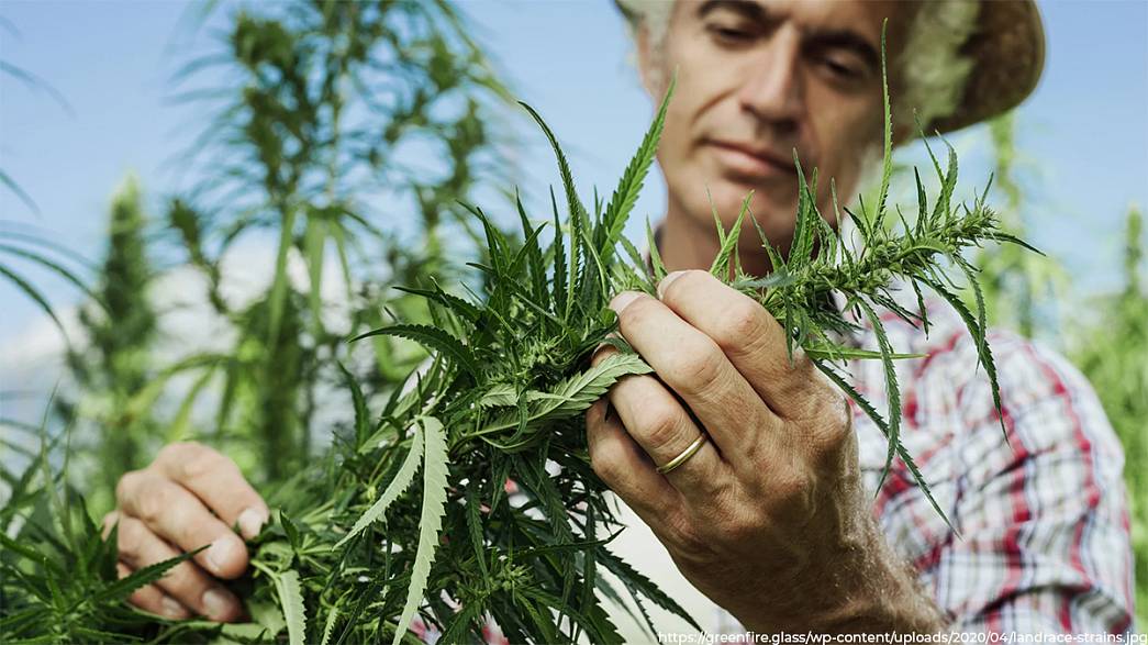 как вырастить хороший урожай марихуаны