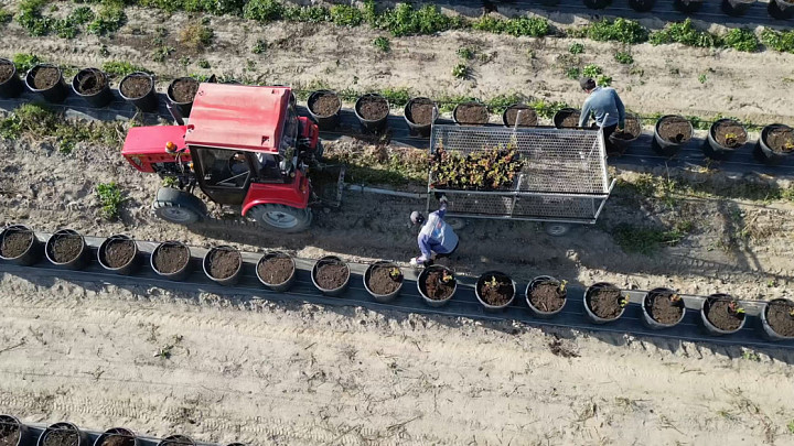 Для голубиководов Владимирской области завозят белорусские саженцы