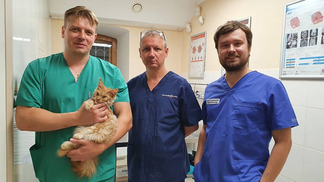 Владимирский челюстно-лицевой хирург Андрей Останин во время благотворительной акции оперировал не только детей и взрослых, но и кота