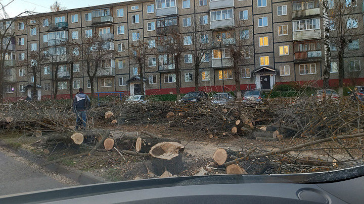 Засеки времен Ивана Грозного: во Владимире продолжается сплошная вырубка деревья