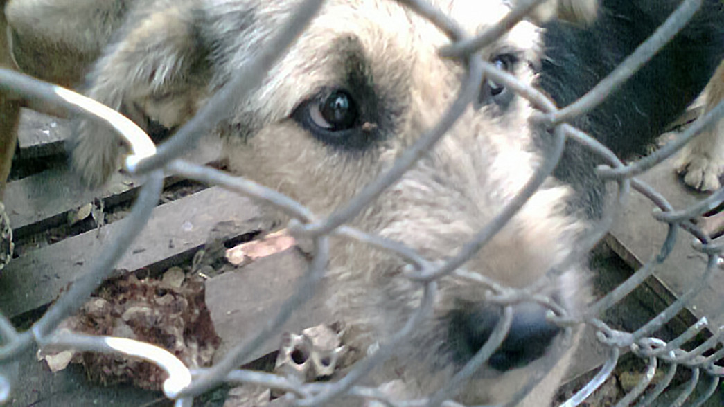 Приют для бездомных животных «Валента» оспорил решение суда о своем закрытии