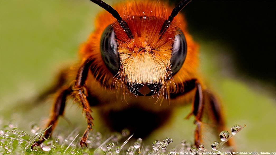 Муромский пасечник выиграл суд у соседей, которые жаловались на его агрессивных пчел