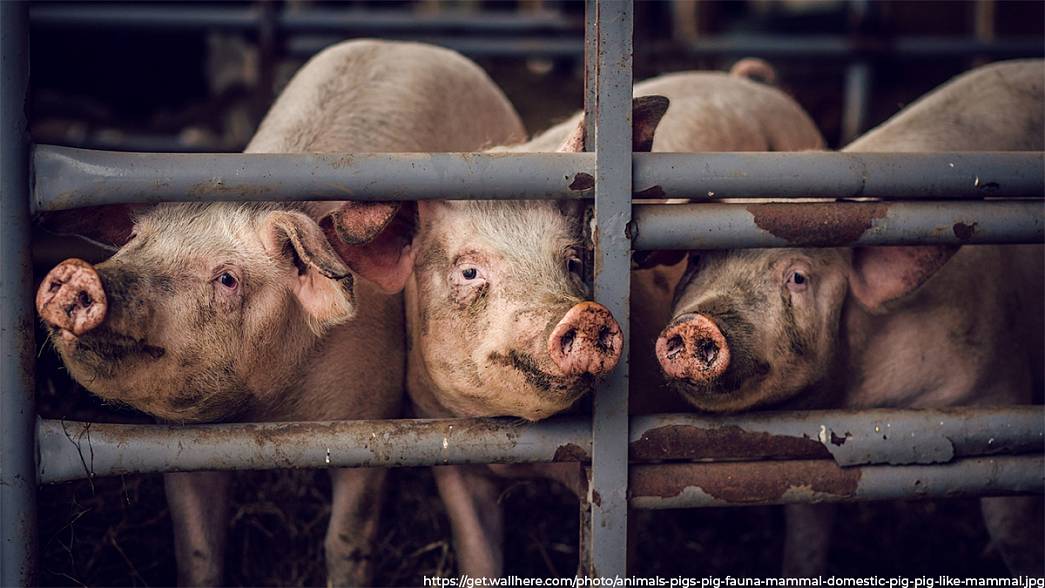 В Муромском районе нашли зараженных африканской чумой свиней