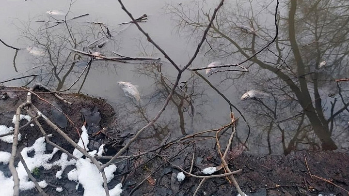 Мэрия Владимира признала, что Бабушкинский пруд отравил водоканал