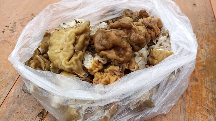 Владимирцы уже начали собирать в лесах первые грибы