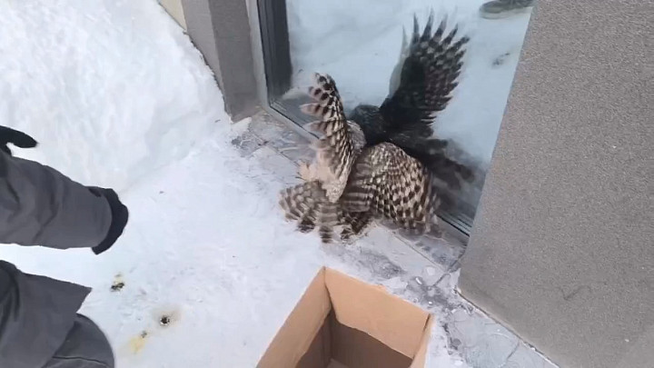 В центре Коврова спасали сову