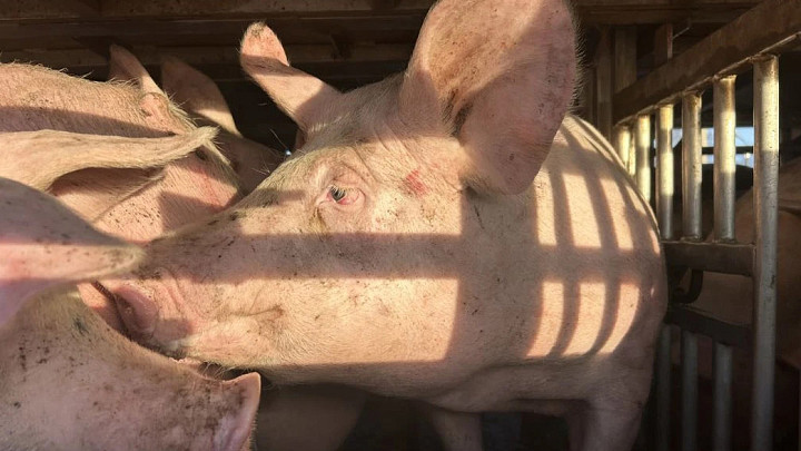 Власти заявляют, что потребности Владимирской области в свинине почти закрыты