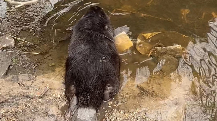 В Коврове спасатели выручили бобра