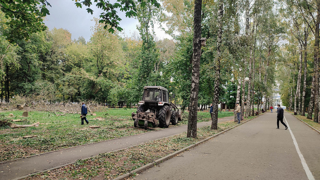 Центральный парк города Владимира ожидает масштабная вырубка деревьев