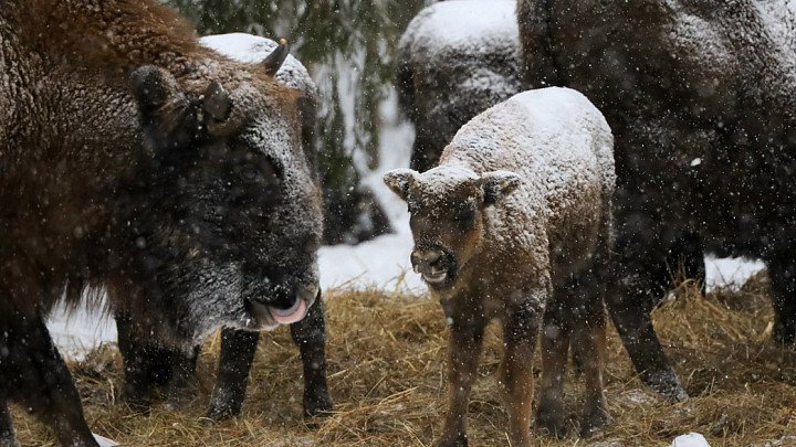 Рекордный «урожай» зубрят во владимирских лесах