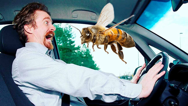 Жителя Владимирской области заблокировали в автомобиле неожиданно проснувшиеся пчелы
