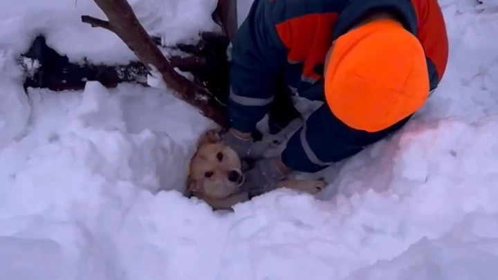 Спасение пса из снежного завала