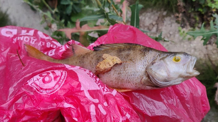 Ущерб от загрязнения реки Пекша под Кольчугино превысил 2,2 миллиона рублей