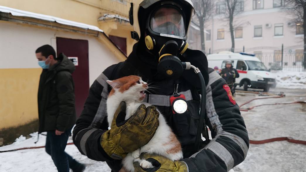 На пожаре в доме рядом с мэрией Владимира спасли бело-рыжего кота