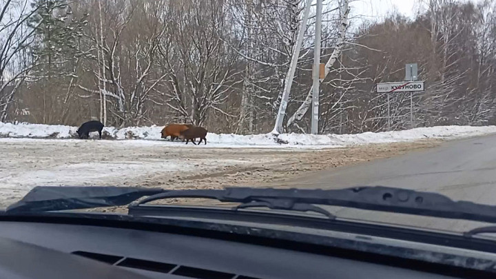 В столице Владимирской области водители запечатлели на видео «новогодние пробежки» домашних свиней