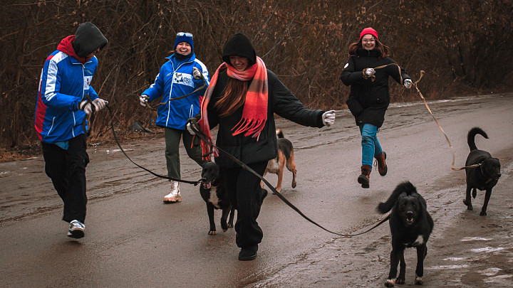 Московские студенты занялись владимирскими бездомными животными
