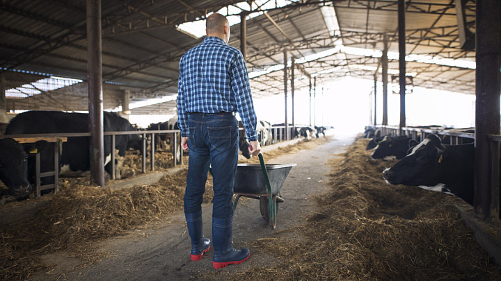 Владимирским аграриям понадобились скотники