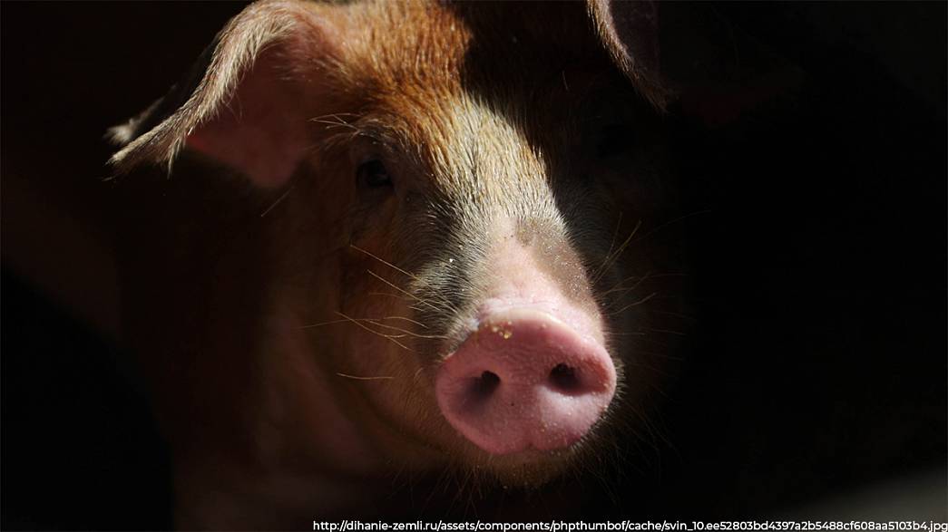 Африканская чума свиней распространяется по Камешковскому району Владимирской области