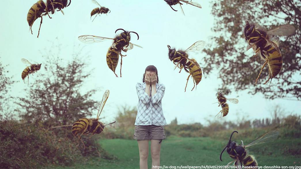 Владимирские дачники жалуются на агрессивных пчел с расплодившихся пасек