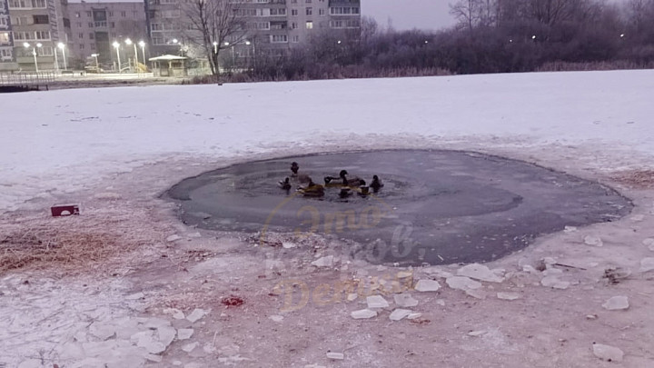 Спасатели помогли зоозащитникам вызволить из ледяного плена уток