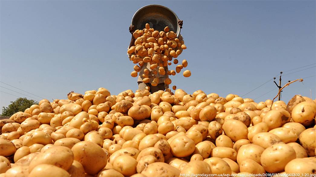 Во Владимирской области заготовили на 20% меньше картофеля, чем в прошлом году