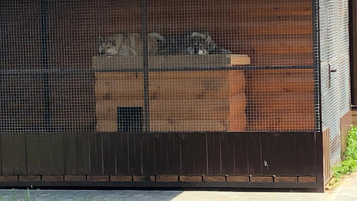 Собачий вольер стал поводом для поножовщины