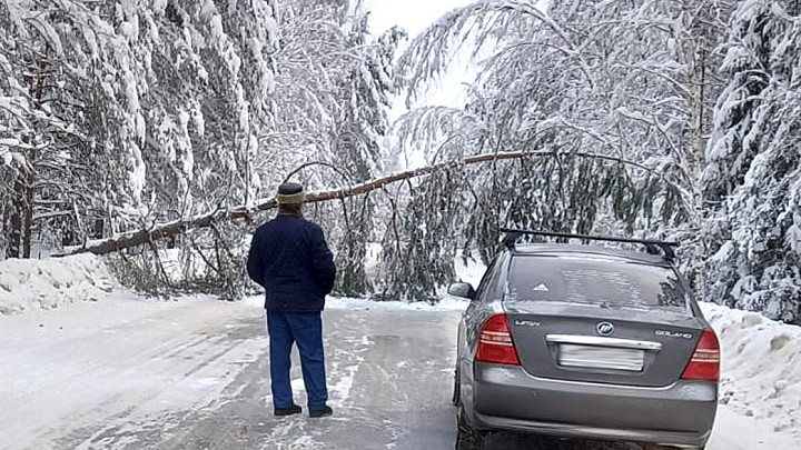 Жители владимирских поселков вынуждены сами убирать упавшие деревья с дорог, чтобы не лишиться жизни в ДТП